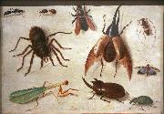 Jan Van Kessel Spiders and insects Sweden oil painting artist